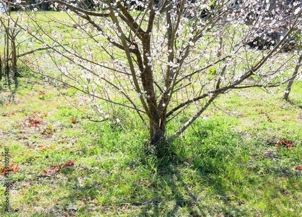 Fototapeta 日本の田舎の風景　2月　花　梅の花