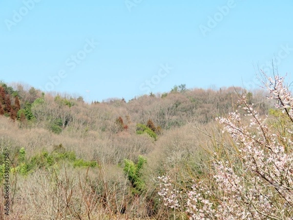 Fototapeta 日本の田舎の風景　2月　花　梅の花と山の木々と青空