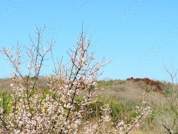Fototapeta 日本の田舎の風景　2月　花　梅の花と山の木々と青空