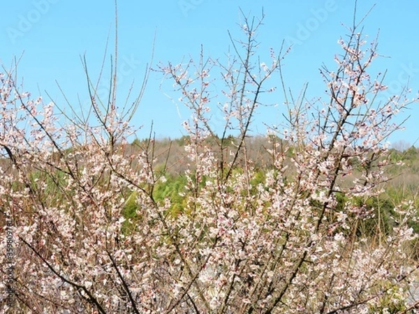 Fototapeta 日本の田舎の風景　2月　花　梅の花と山の木々と青空