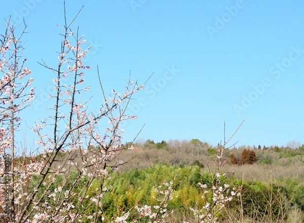Fototapeta 日本の田舎の風景　2月　花　梅の花と山の木々と青空