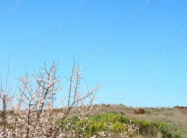 Fototapeta 日本の田舎の風景　2月　花　梅の花と山の木々と青空