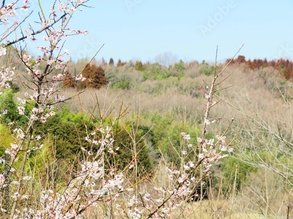 Fototapeta 日本の田舎の風景　2月　花　梅の花と山の木々と青空