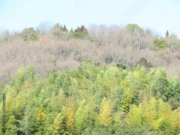 Fototapeta 日本の田舎の風景　2月　山の木々と青空