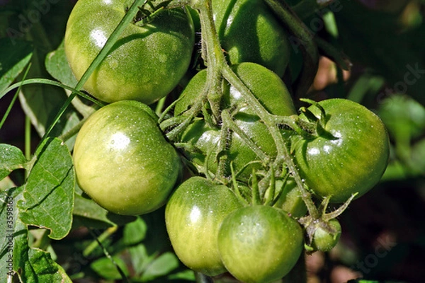Fototapeta tomates vertes