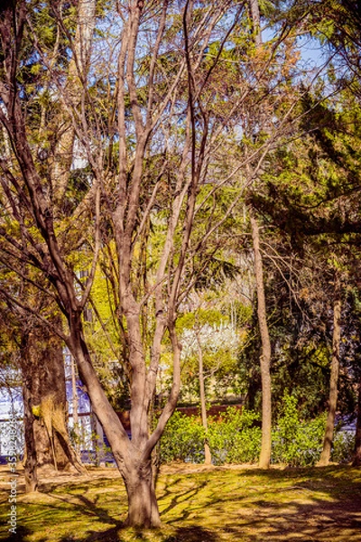 Fototapeta Barren leafless tree bathed in sunlight
