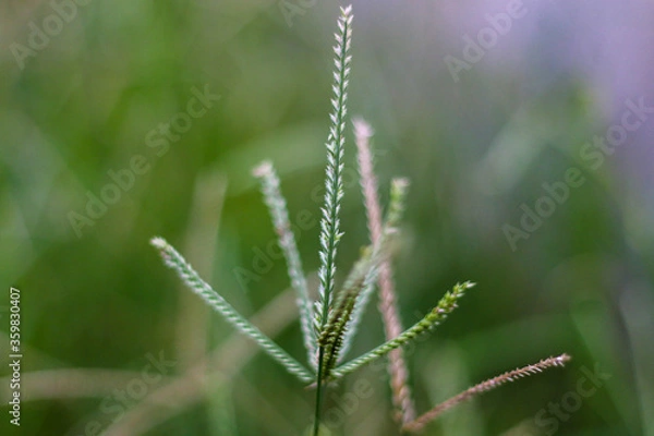 Obraz selective focus on grass. beautiful image for wallpaper