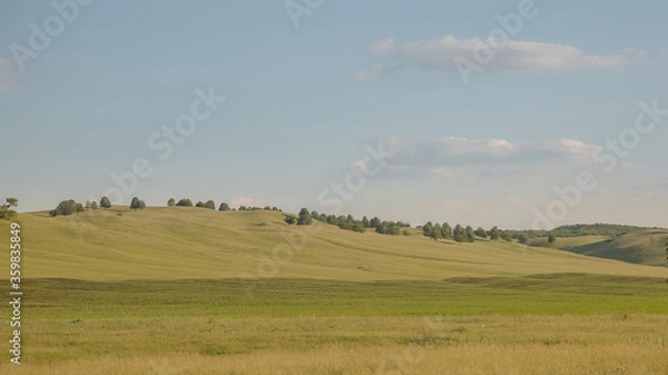 Fototapeta Field of clover in the hills under the summer cloudless sky