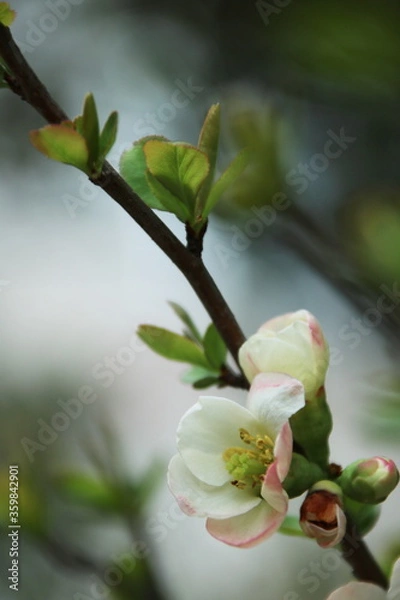 Fototapeta 白いボケの花