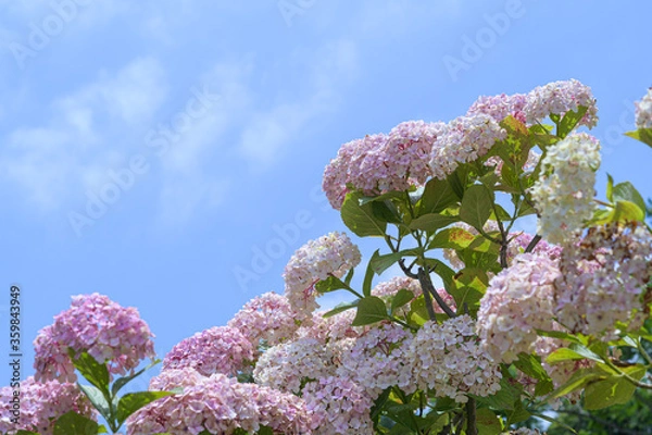 Fototapeta colorful hydrangeas blooming in spring and summer.