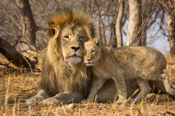 Fototapeta Horizontal portrait of male lion with big mane and a lion cub standing next to him in Kruger National Park South Africa