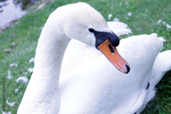 Fototapeta Beautiful white swan close-up on the grass in the park