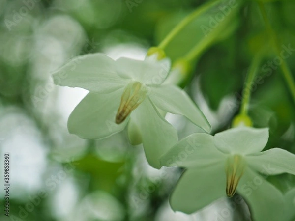 Fototapeta Closeup white petals water jasmine flowers plants in garden with blurred background and soft focus ,macro image for card design