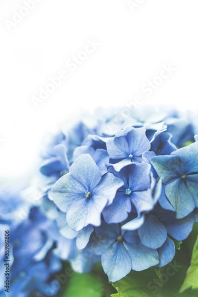 Fototapeta 紫陽花