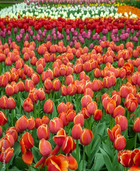 Fototapeta Tulip fields colourful springtime Netherlands