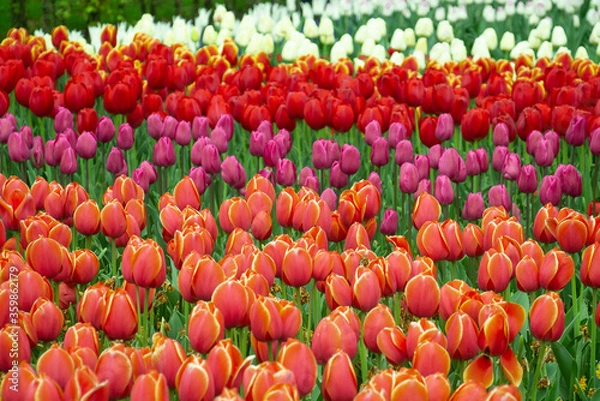Fototapeta Tulip fields colourful springtime Netherlands