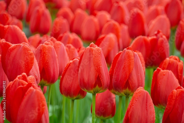 Fototapeta Beautiful red tulip fields close-up
