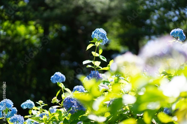 Fototapeta 紫陽花