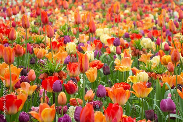 Fototapeta Tulip fields colourful flowers Netherlands Holland