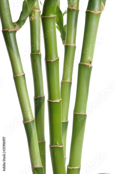 Fototapeta Bamboo background