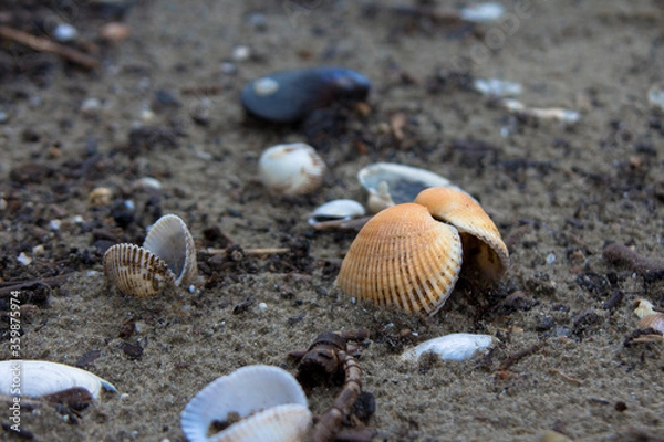 Obraz Seashells on the sand by the sea