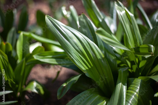 Fototapeta Leaf of a plant. Background from green sheets.