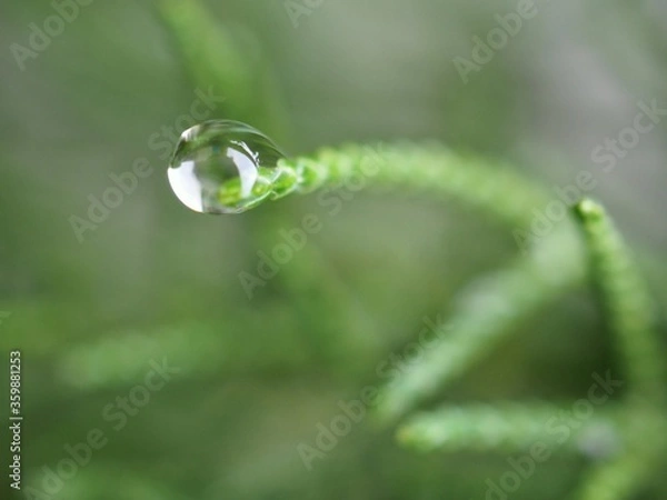 Obraz Closeup water drops on green leaf with blurred background ,macro image ,dew on nature leaves , droplets in forest ,yellow flower with drops of water, soft focus for card design