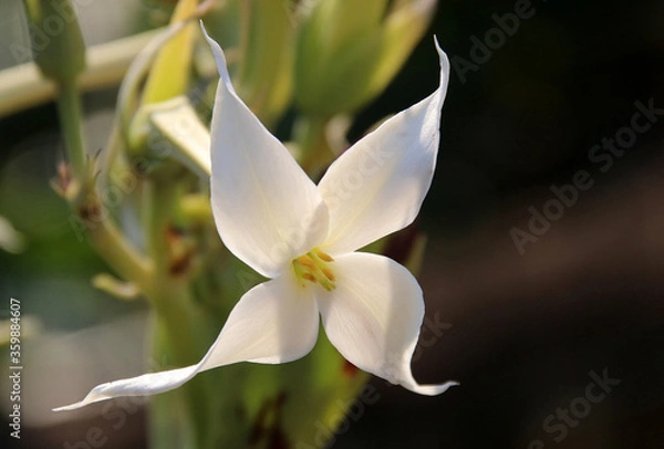 Fototapeta Kalanchoe marmorata succulent