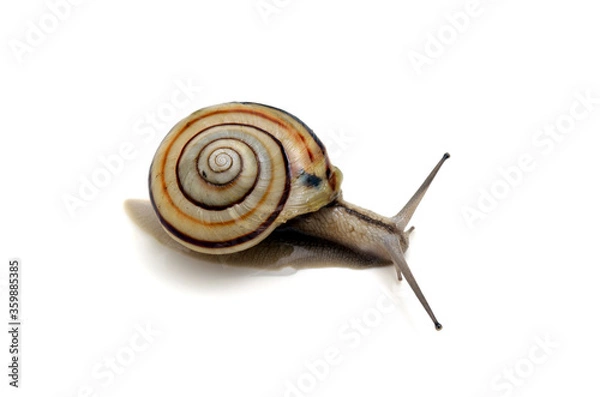 Fototapeta カタツムリ　白バック