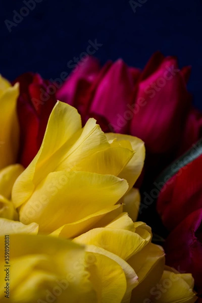 Fototapeta yellow and red tulips on a dark blue background