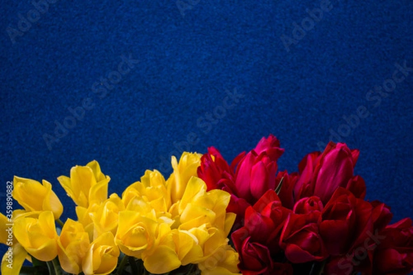 Fototapeta yellow and red tulips on a blue background