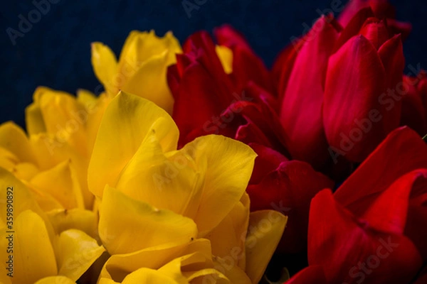 Fototapeta yellow and red tulips on a dark blue background