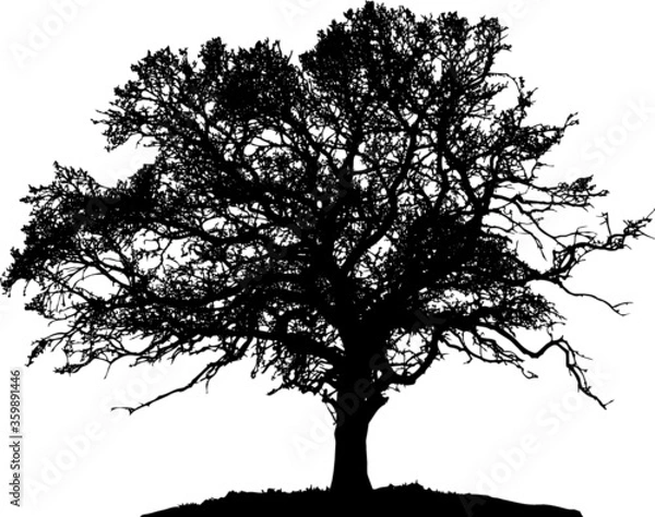 Fototapeta Tree silhouette on white background. Vector illustration