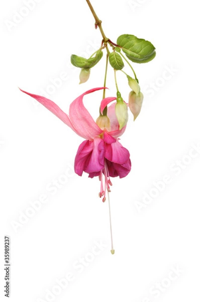 Obraz Fuscia flower