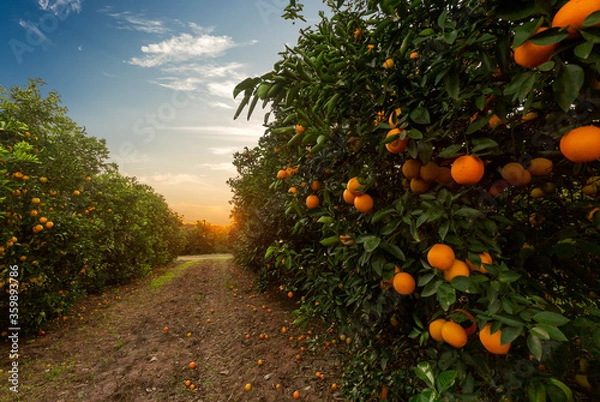 Obraz Orange tree plantation
