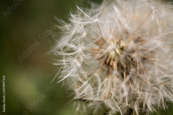 Fototapeta Dandelion in macro shot on a background of nature