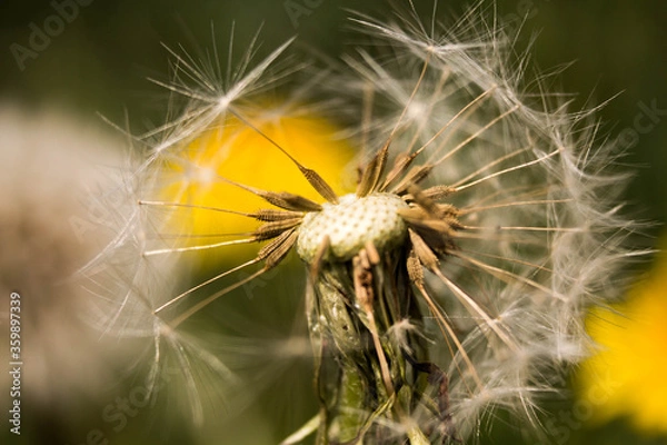 Fototapeta Dandelion in macro shot on a background of nature