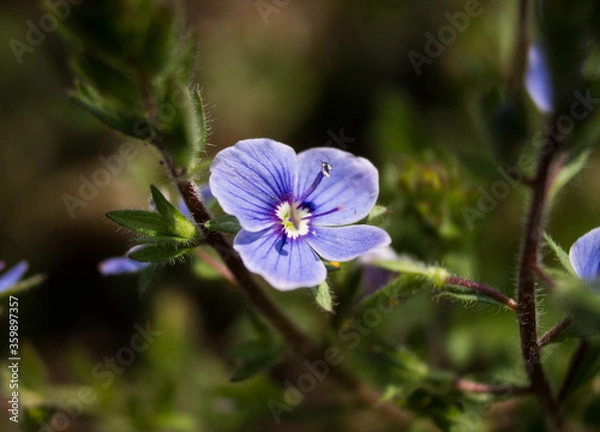 Fototapeta beautiful blue flowers in macro shot on nature background