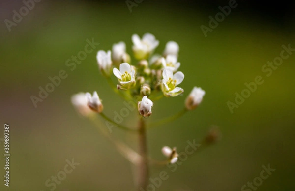 Fototapeta small white flowers in macro shot on nature background