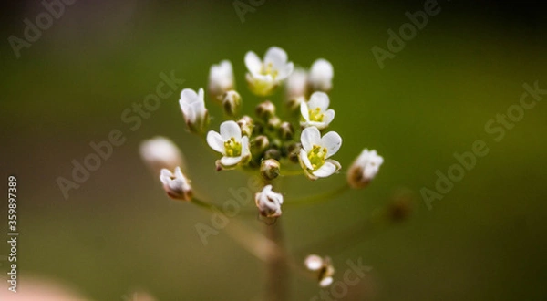 Fototapeta small white flowers in macro shot on nature background