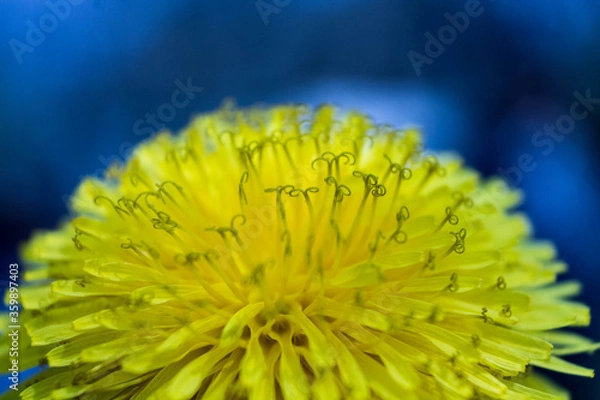 Fototapeta macro dandelion flower on blue background