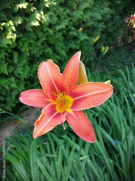 Obraz lily of the valley