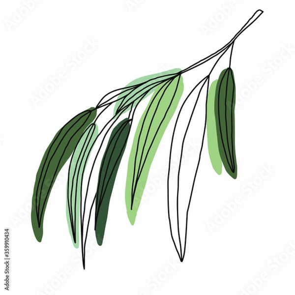Obraz Willow branch. Simple vector illustration isolated on white background.