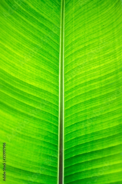 Obraz Bananenblatt