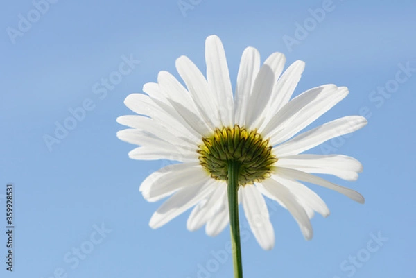 Fototapeta white summer flowers daisy in front of blue sky