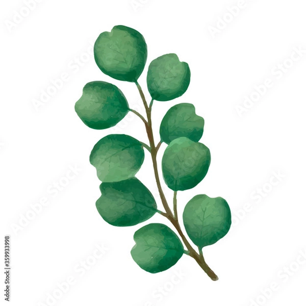 Fototapeta Watercolor eucalyptus green leaves vector