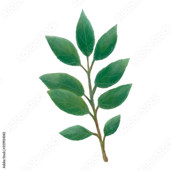 Fototapeta Watercolor laurel green leaves vector