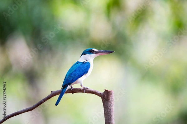 Obraz White - collared Kingfisher