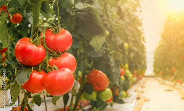 Fototapeta Pomidory dojrzewają w szklarni. Uprawa w gospodarstwie ekologicznym