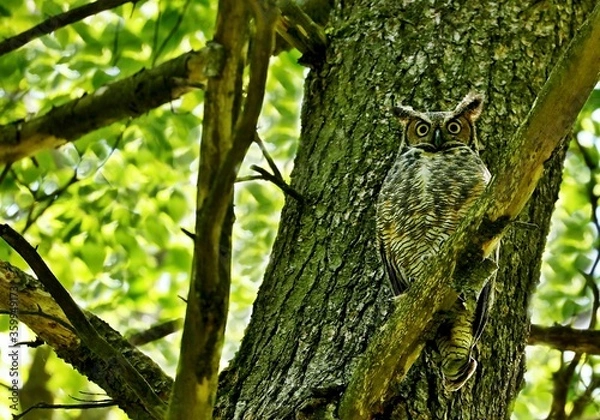 Fototapeta The great horned owl is a large owl native to the Americas. It is an extremely adaptable bird with a vast range and is the most widely distributed true owl in the Americas.